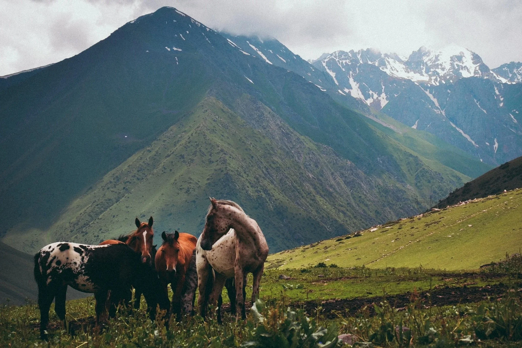 Quatre chevaux broutent une herbe verte et luxuriante, avec de hautes montagnes enneigées en arrière-plan.