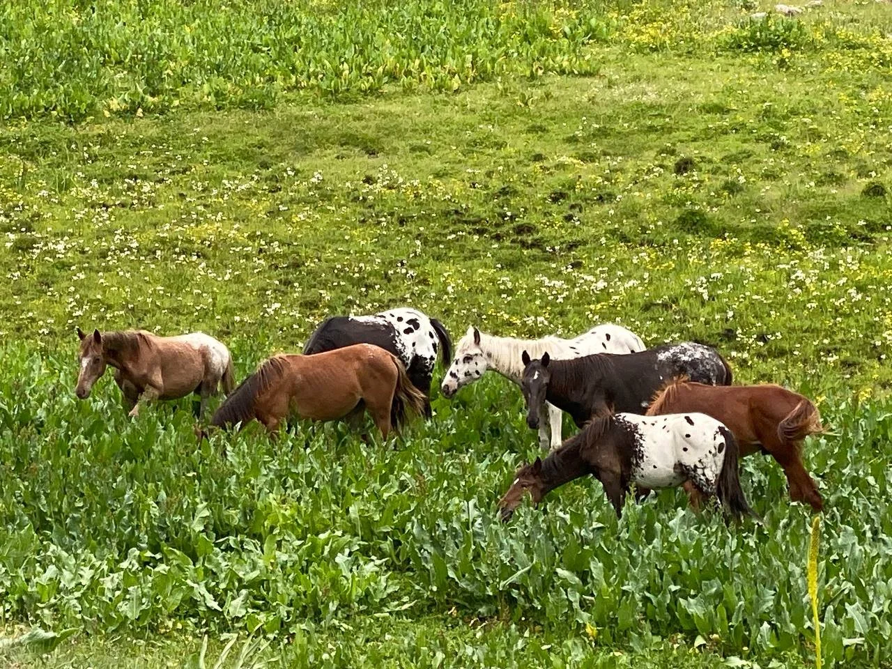 A herd of horses grazing in tall grass