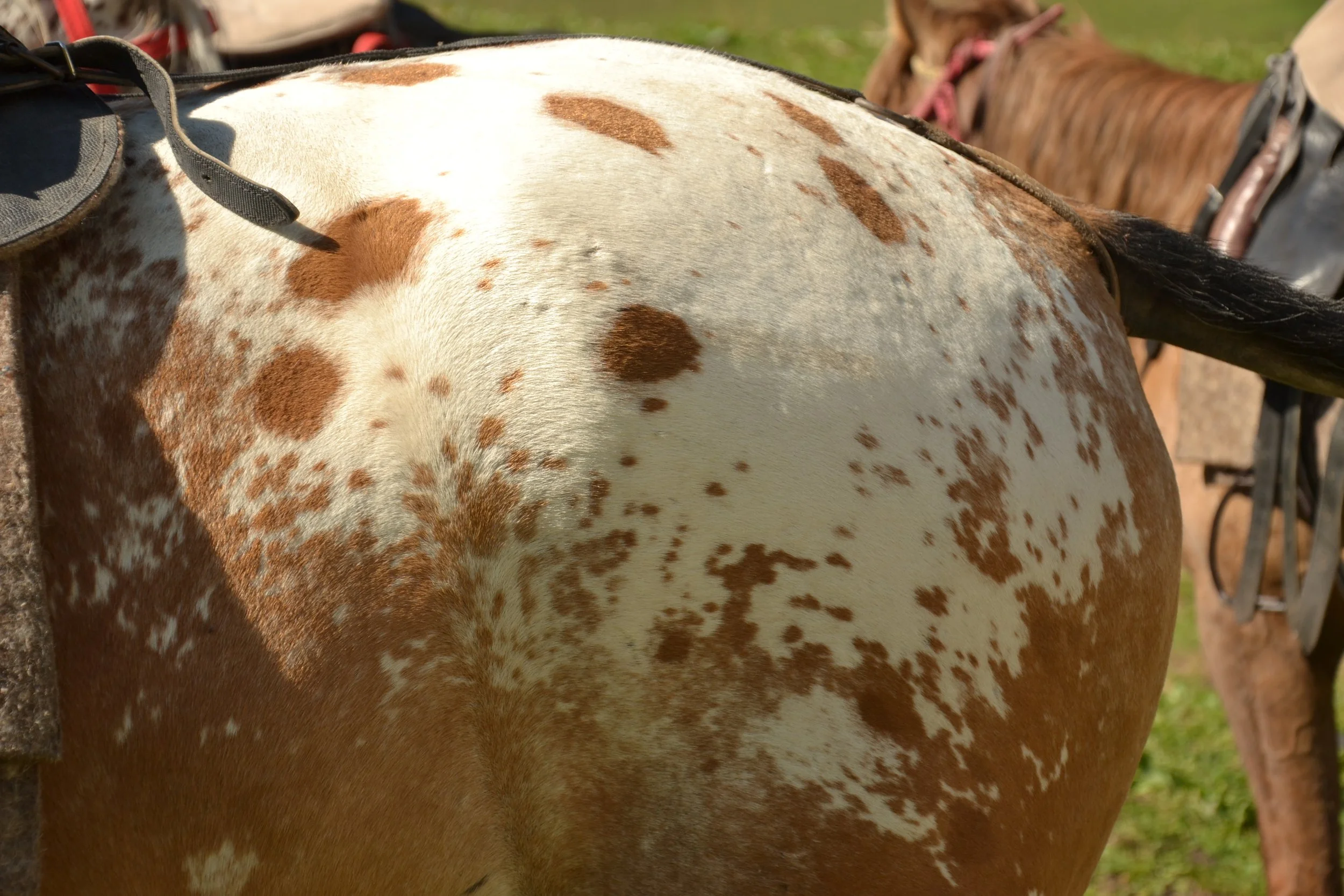Close-up of a leopard-spotted Chaar horse's rump and saddle strap