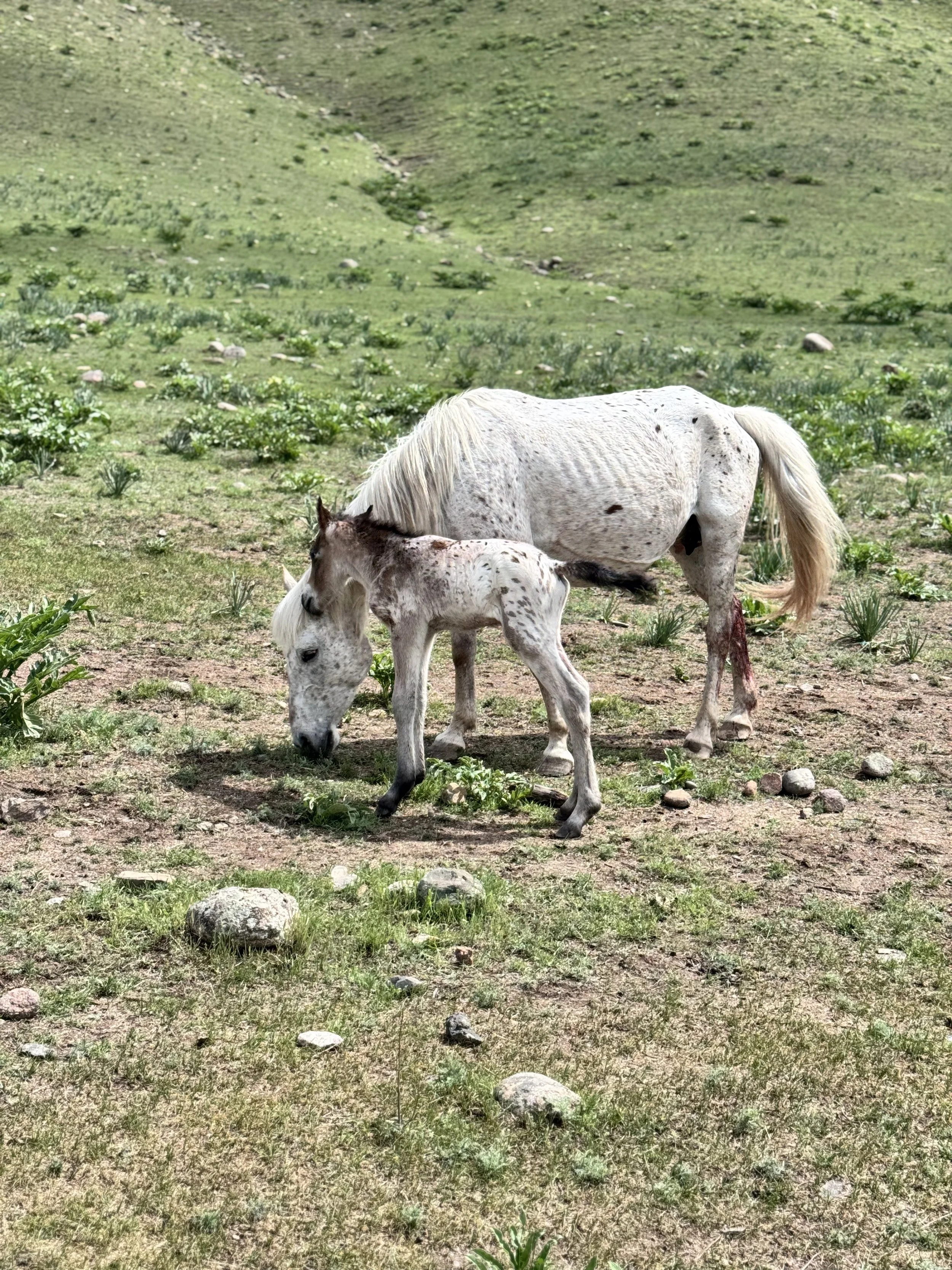A spotted Chaar mare grazes beside her foal on a grassy slope