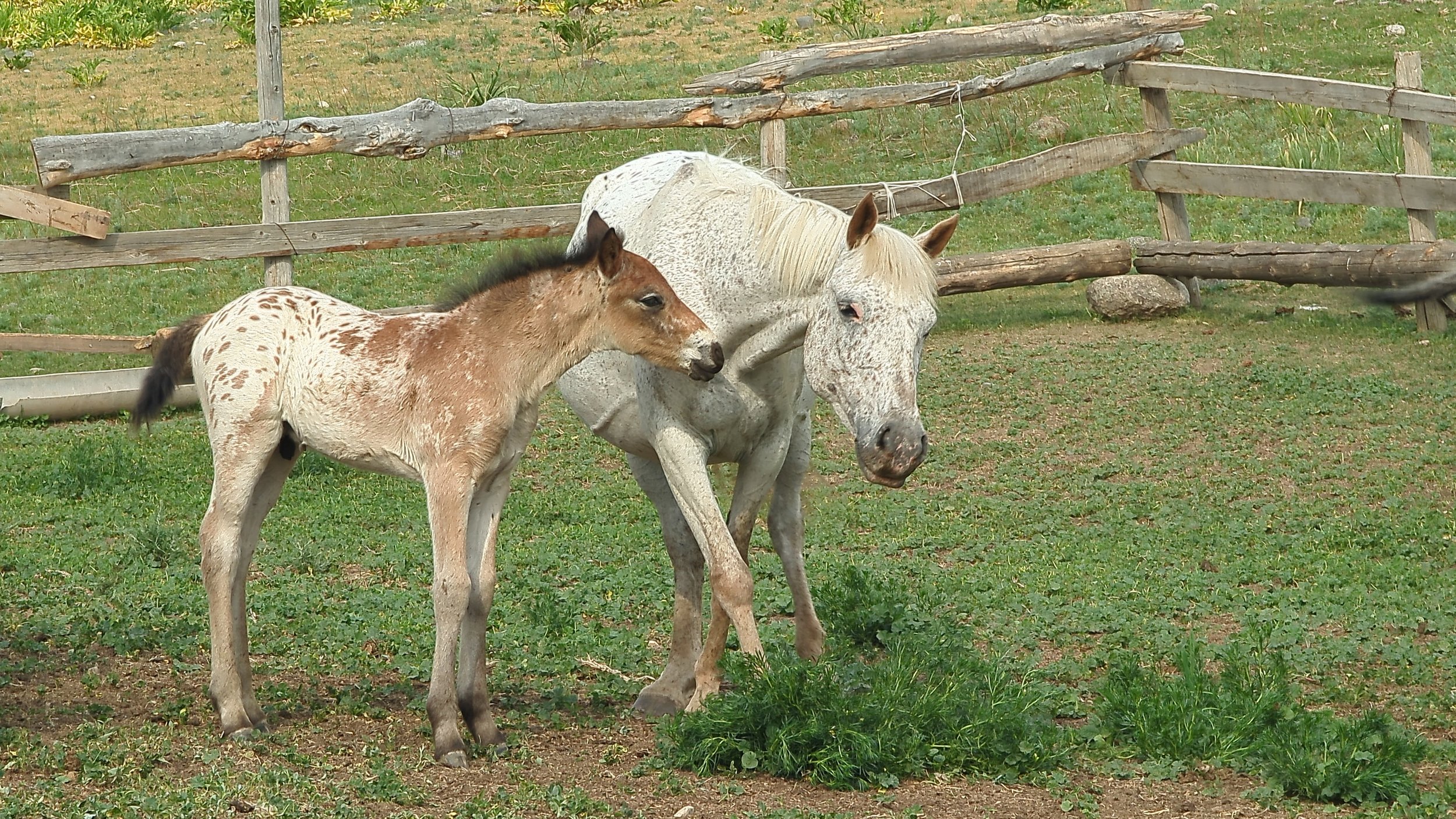 A spotted foal nuzzling its mother inside a wooden paddock
