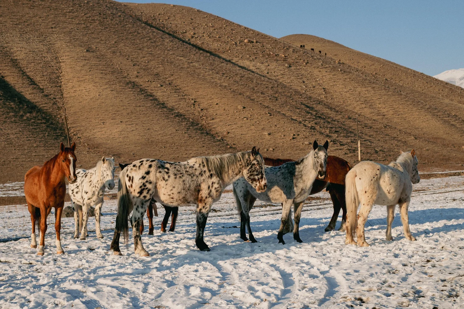 The herd on the snowy hills by Chaar Ranch in winter. Photo: Salomé Guilleme