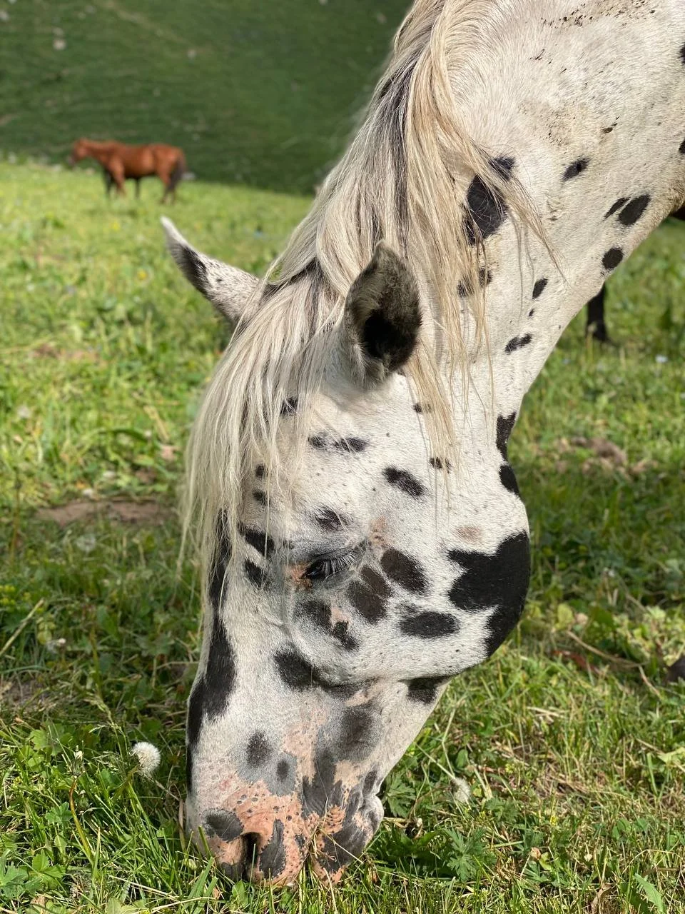 Close-up of a spotted Chaar horse grazing among grass and dandelions