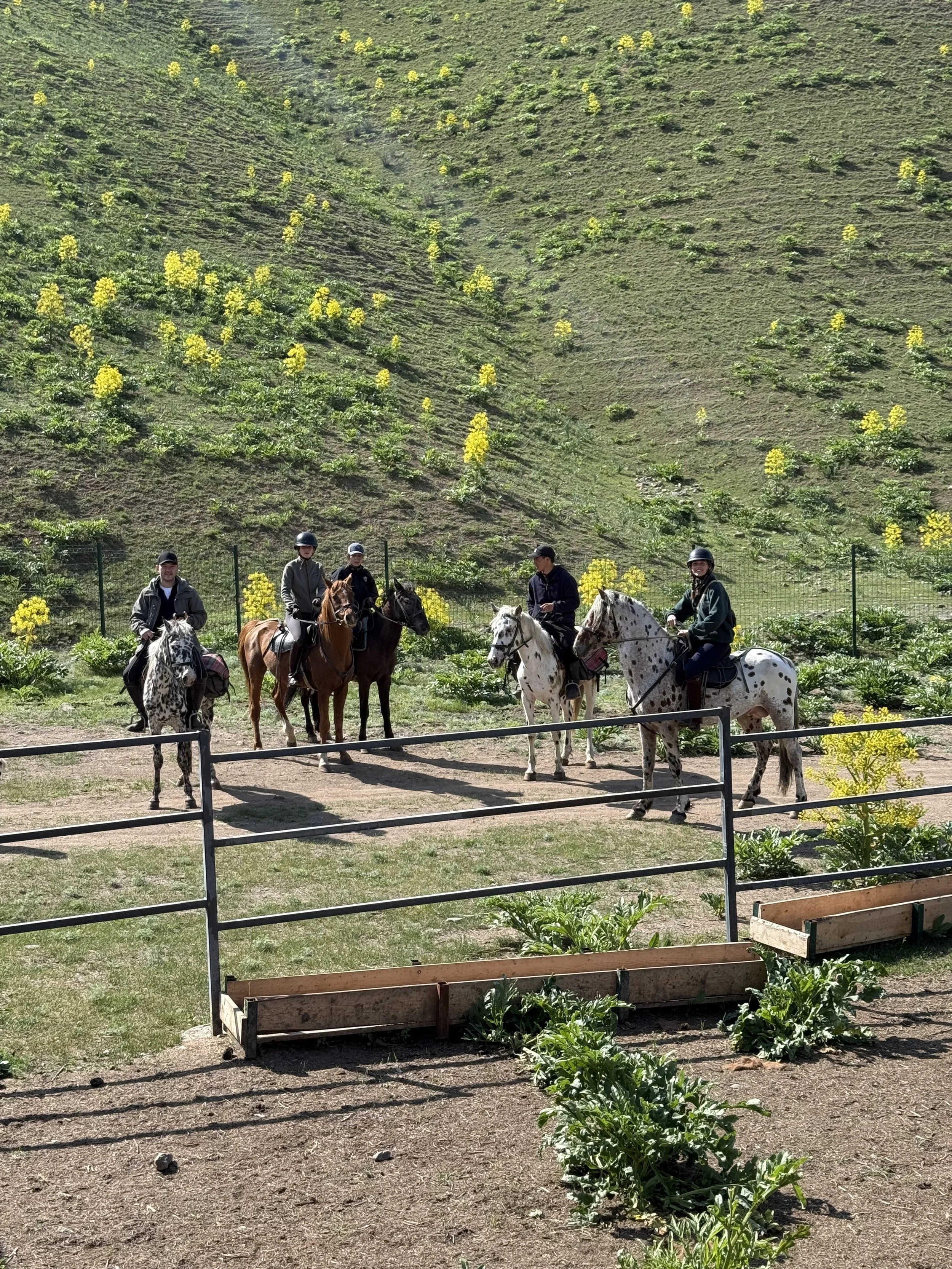 Five riders on horseback gathered in a fenced paddock on a flowering hillside