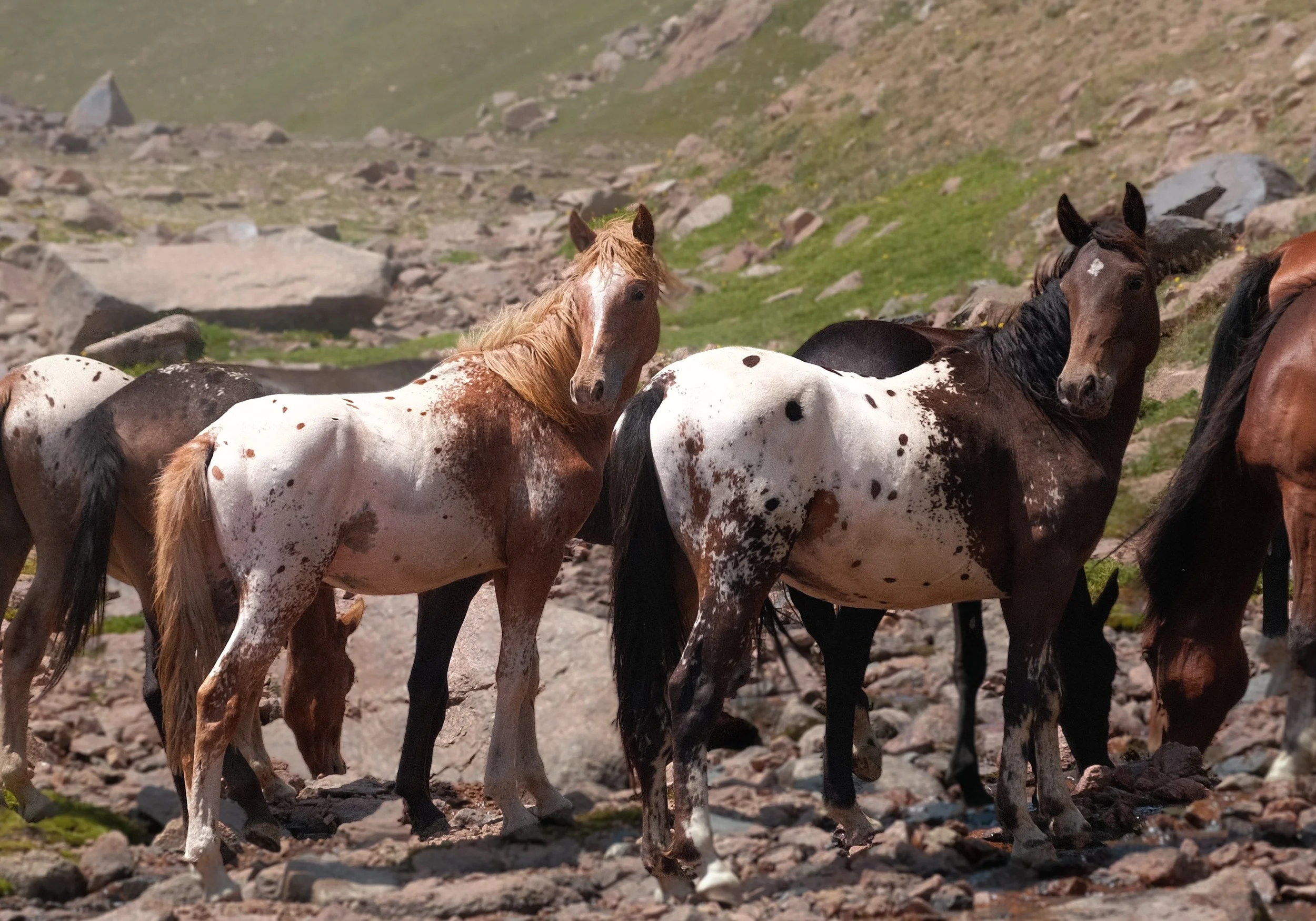 Support Chaar — International Chaar Appaloosa Horse Association