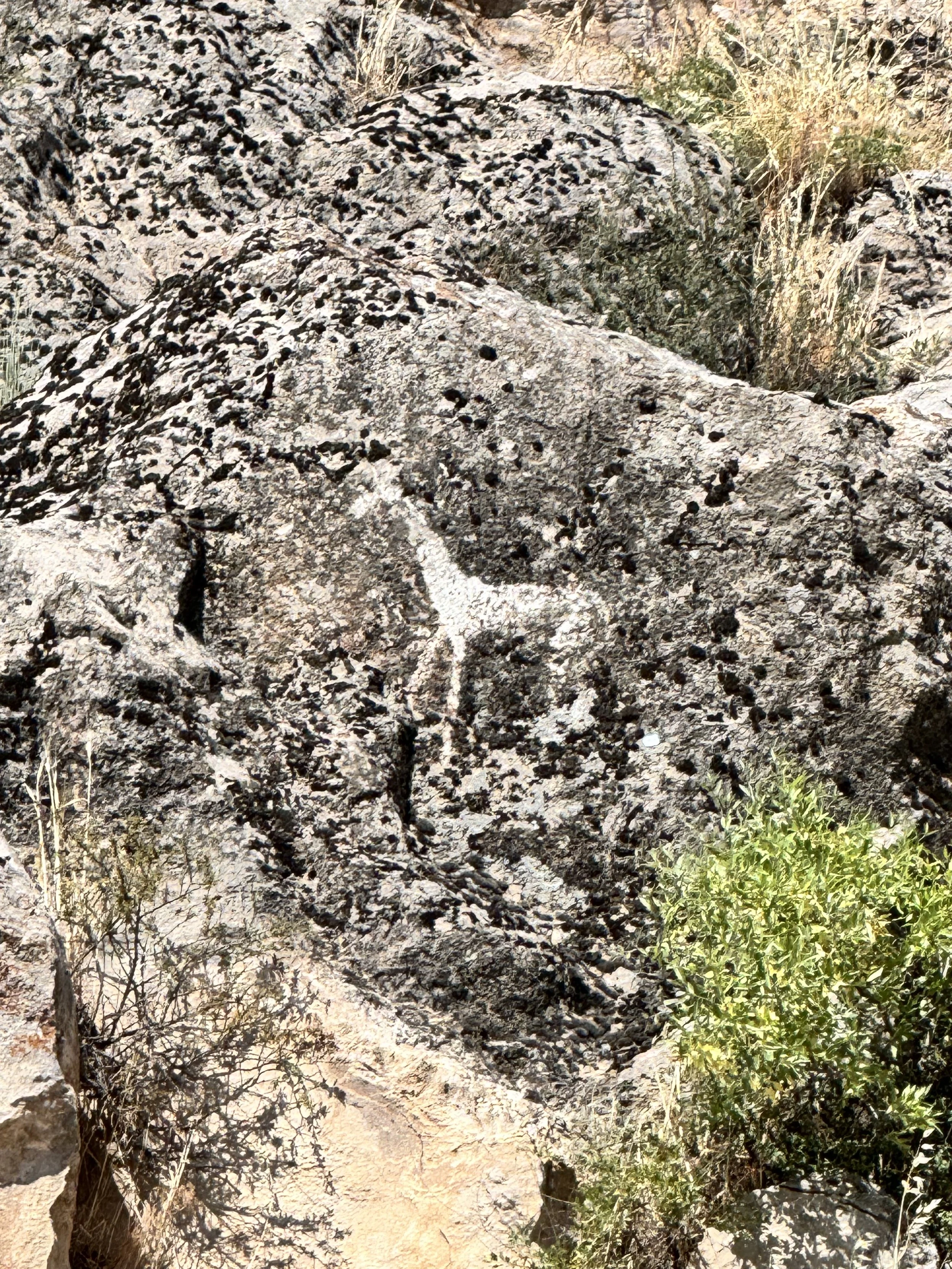An ancient petroglyph of a horse carved into a rock face