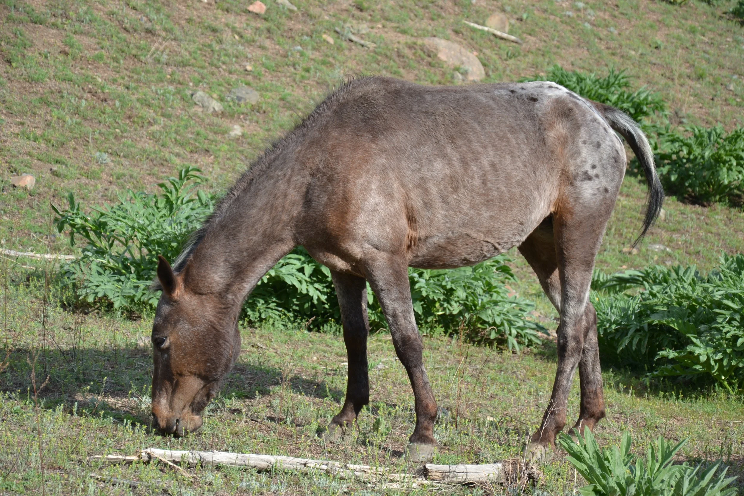 Un cheval gris broutant dans le pâturage printanier