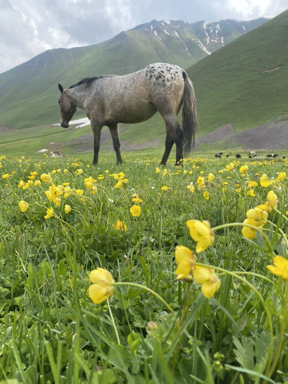 A spotted Chaar horse standing in a mountain meadow full of yellow flowers