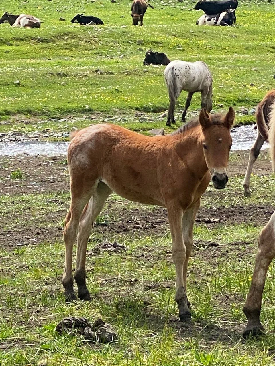 A chestnut foal standing in a pasture with a spotted Chaar horse behind