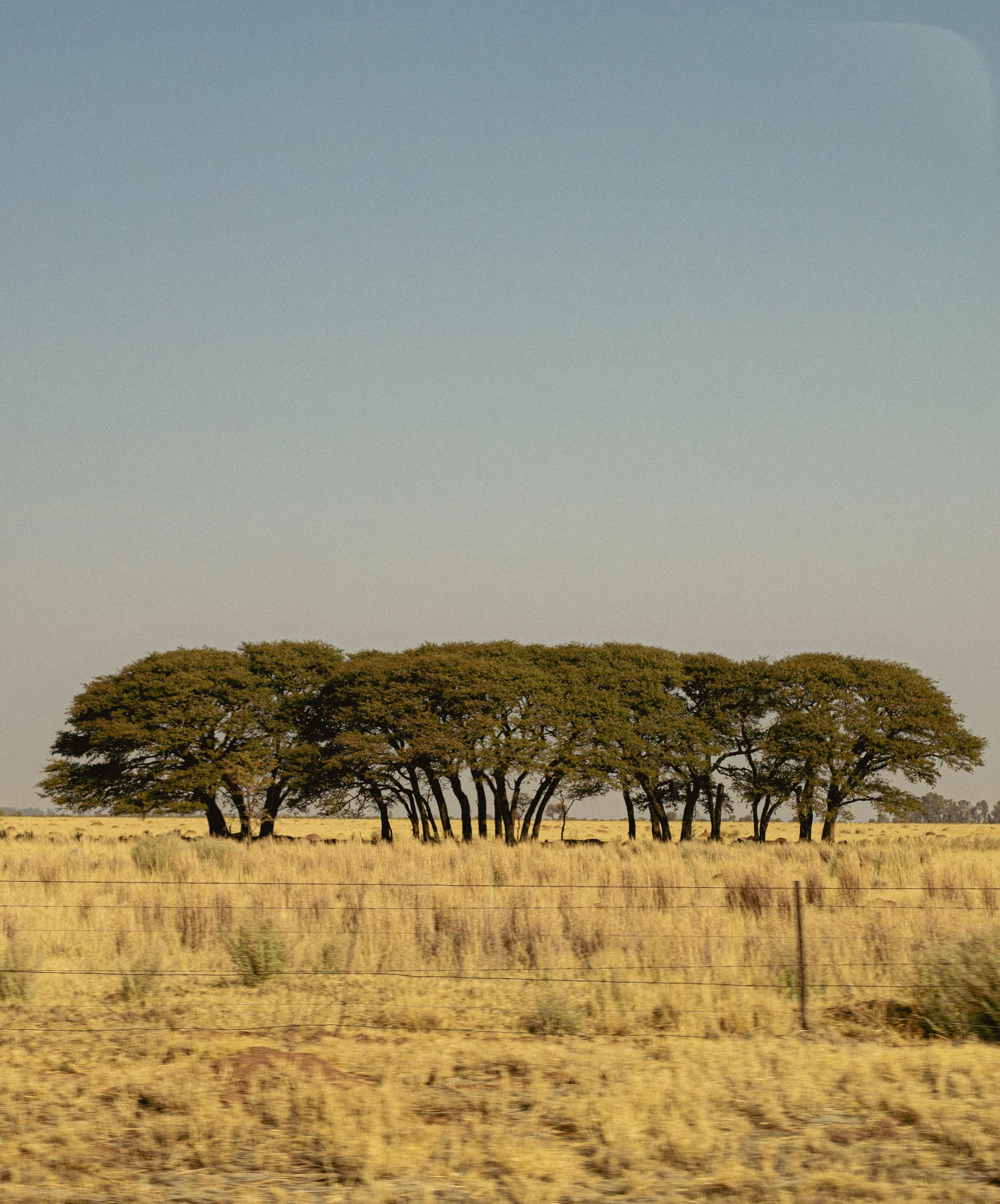 Un groupe d'arbres à cime plate dans une prairie sèche