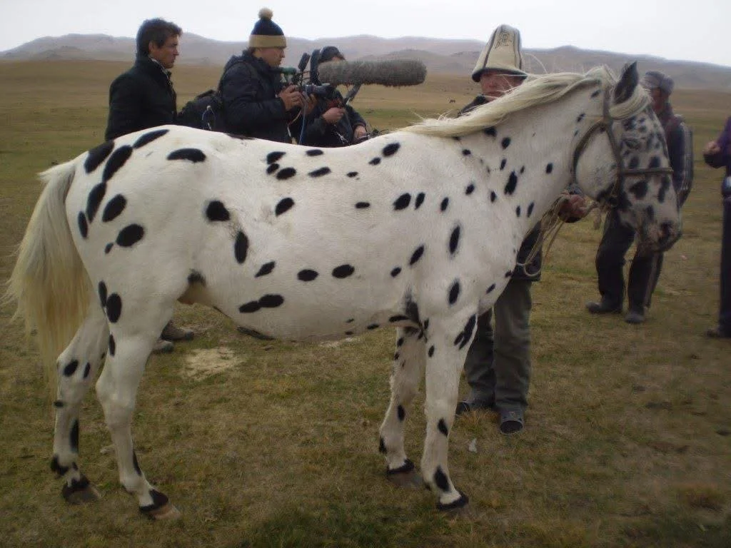 Une équipe de tournage filme un cheval Chaar tacheté en extérieur avec un micro-perche