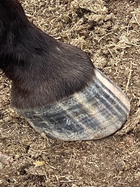 Close-up of a horse's striped hoof and lower leg