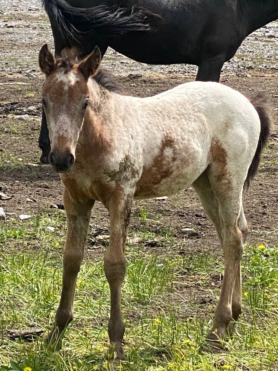 A roan foal standing beside a dark horse on bare ground