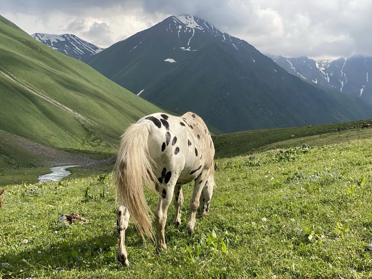 A spotted Chaar horse walking away toward snow-capped mountains