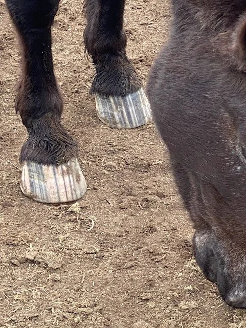 Close-up of a dark horse's hooves and legs on the ground