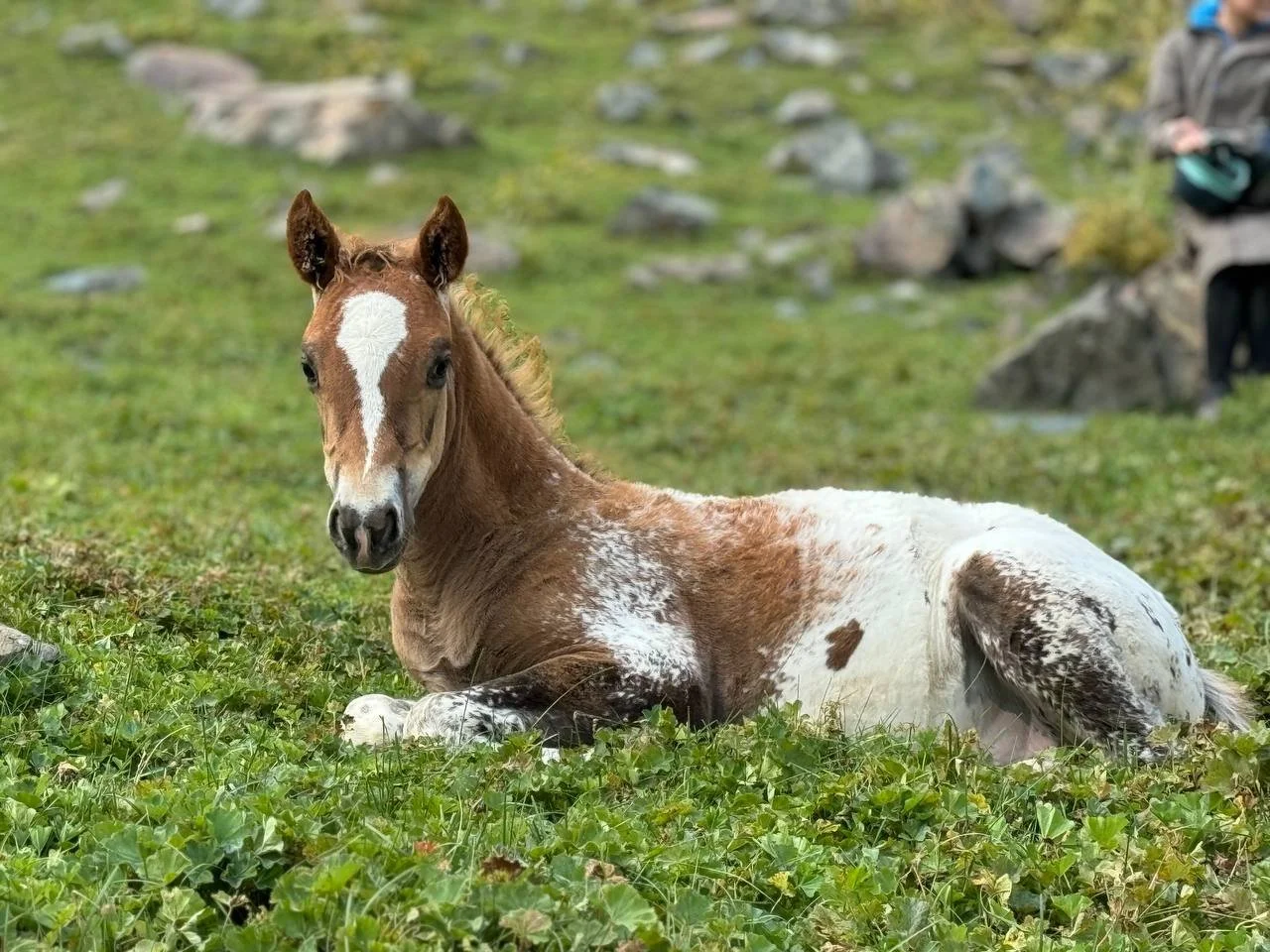 Un poulain avec une liste blanche se repose dans un champ herbeux