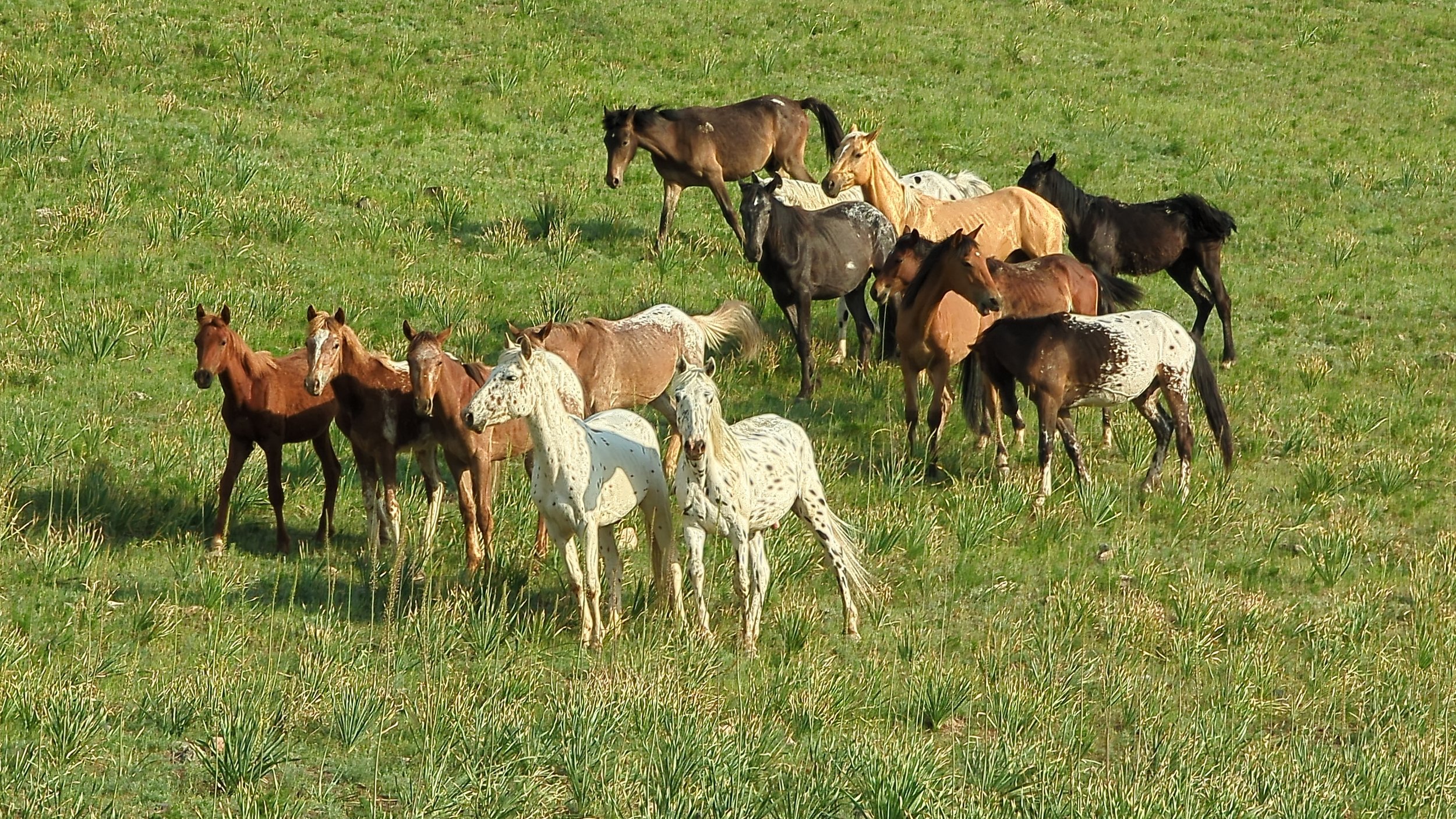 A herd of horses in different colors grazing together in a green pasture
