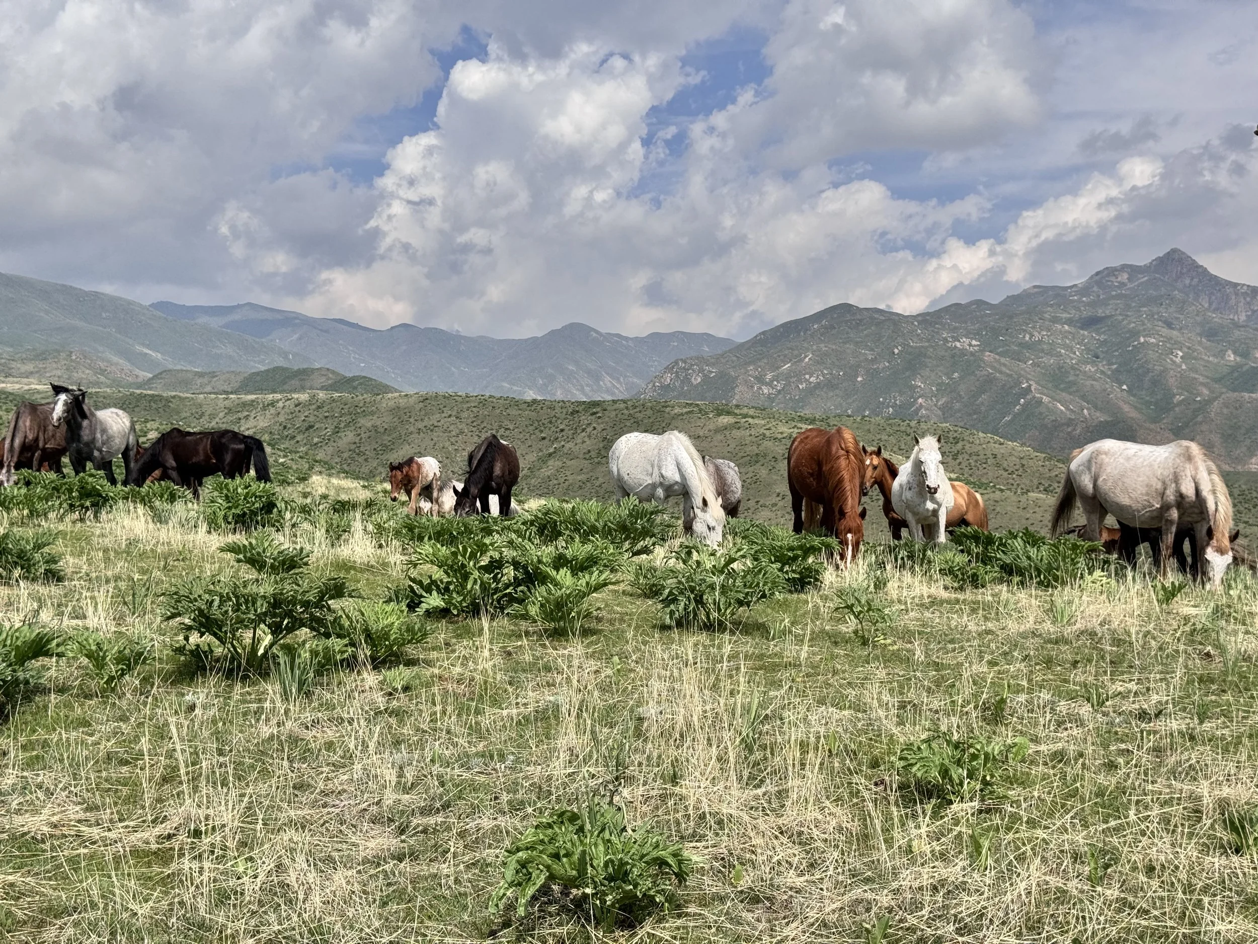 A herd of Chaar horses grazing on a mountain hillside