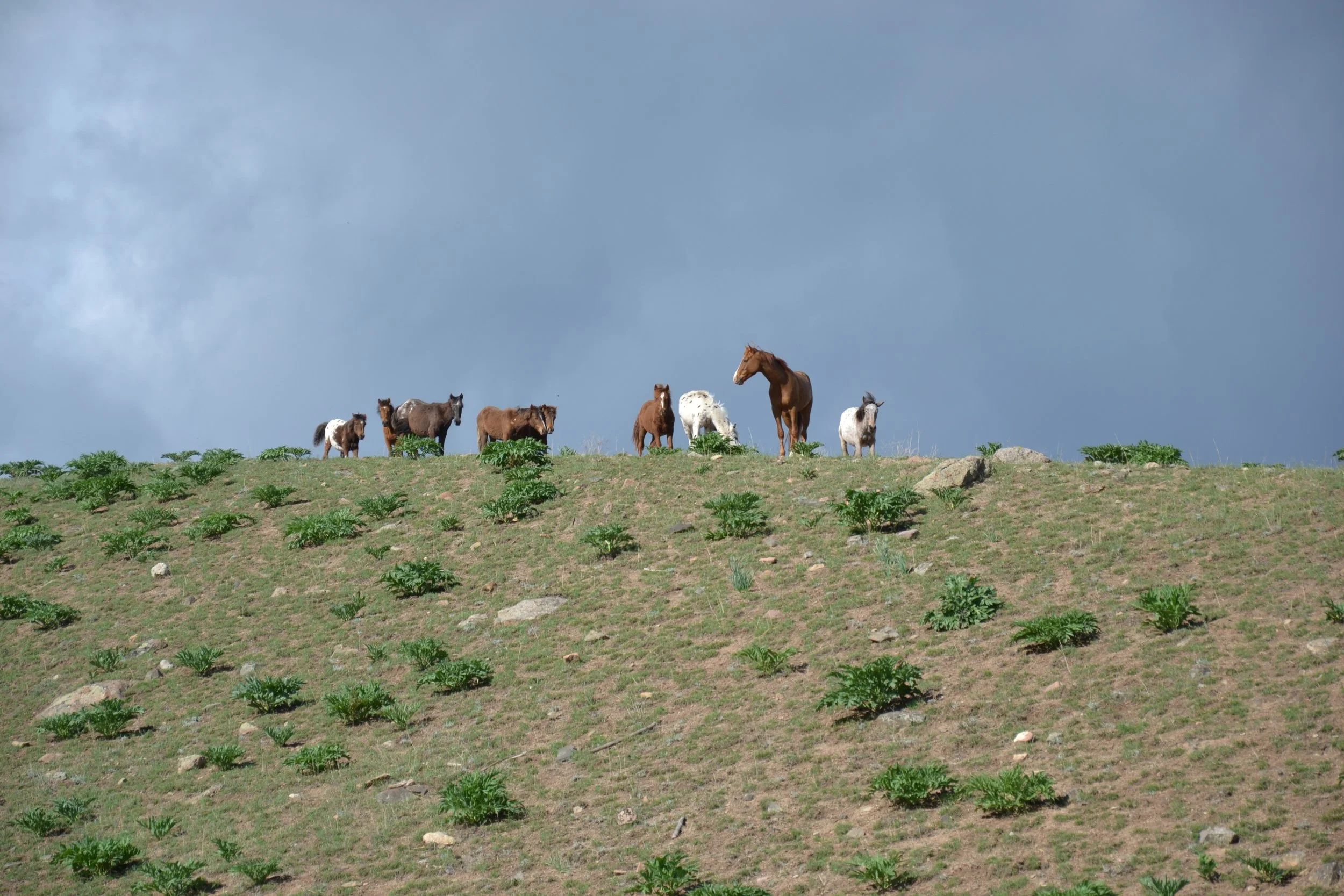 Des chevaux se détachant sur la silhouette d'une colline au printemps
