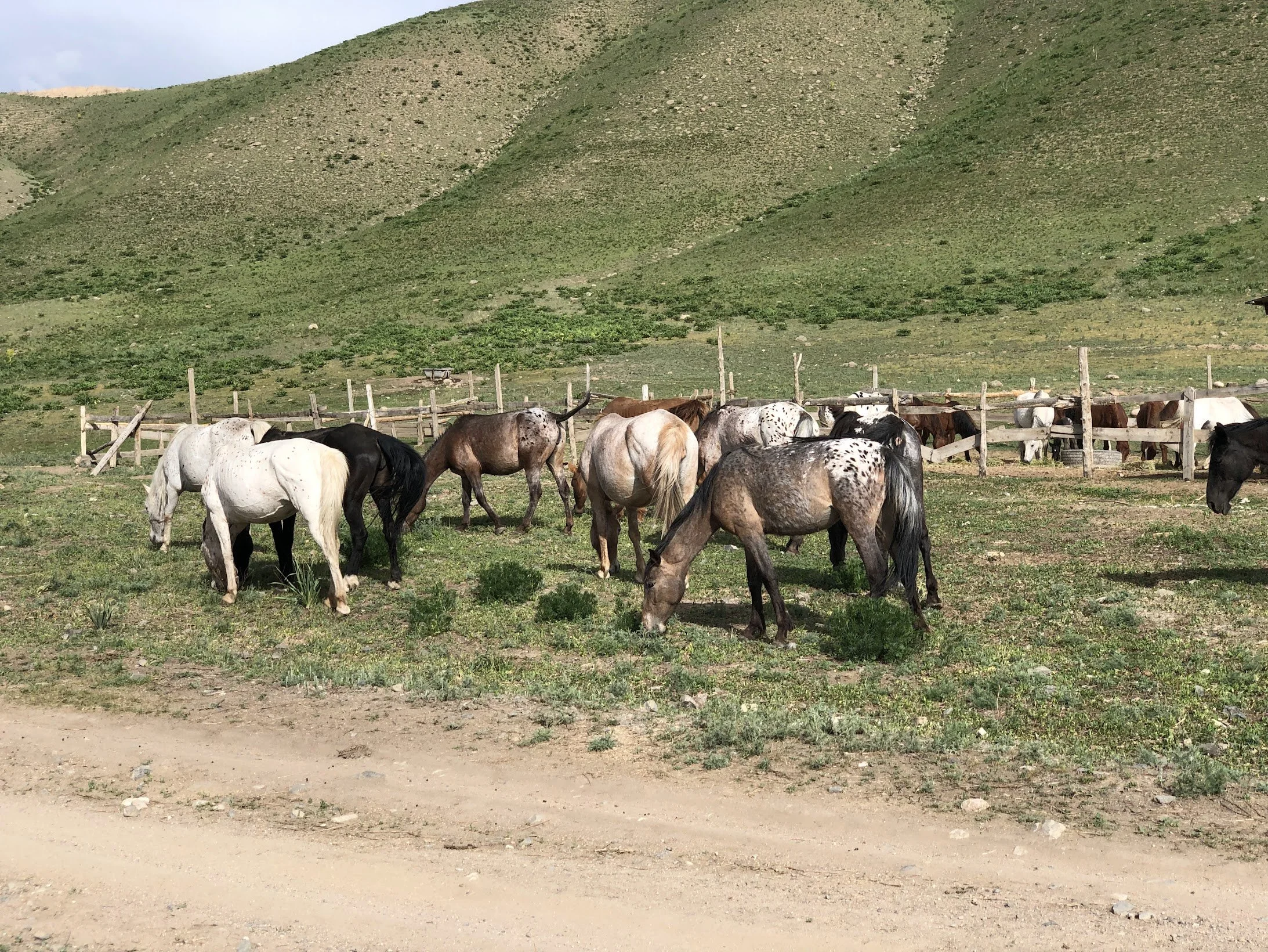Un troupeau de chevaux paissant près d'enclos en bois dans une vallée herbeuse