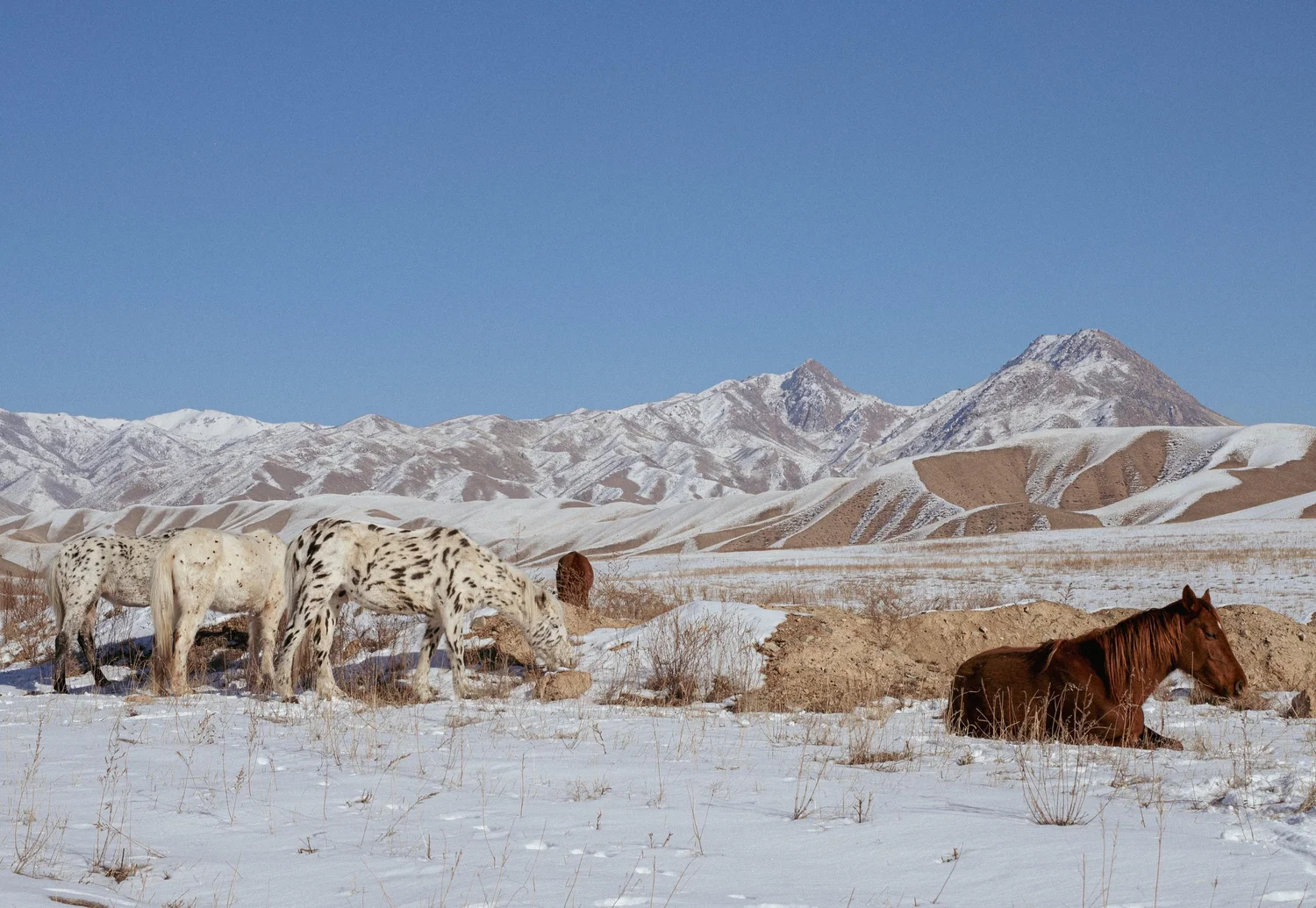 Chevaux de Chaar dans un pâturage de montagne ouvert