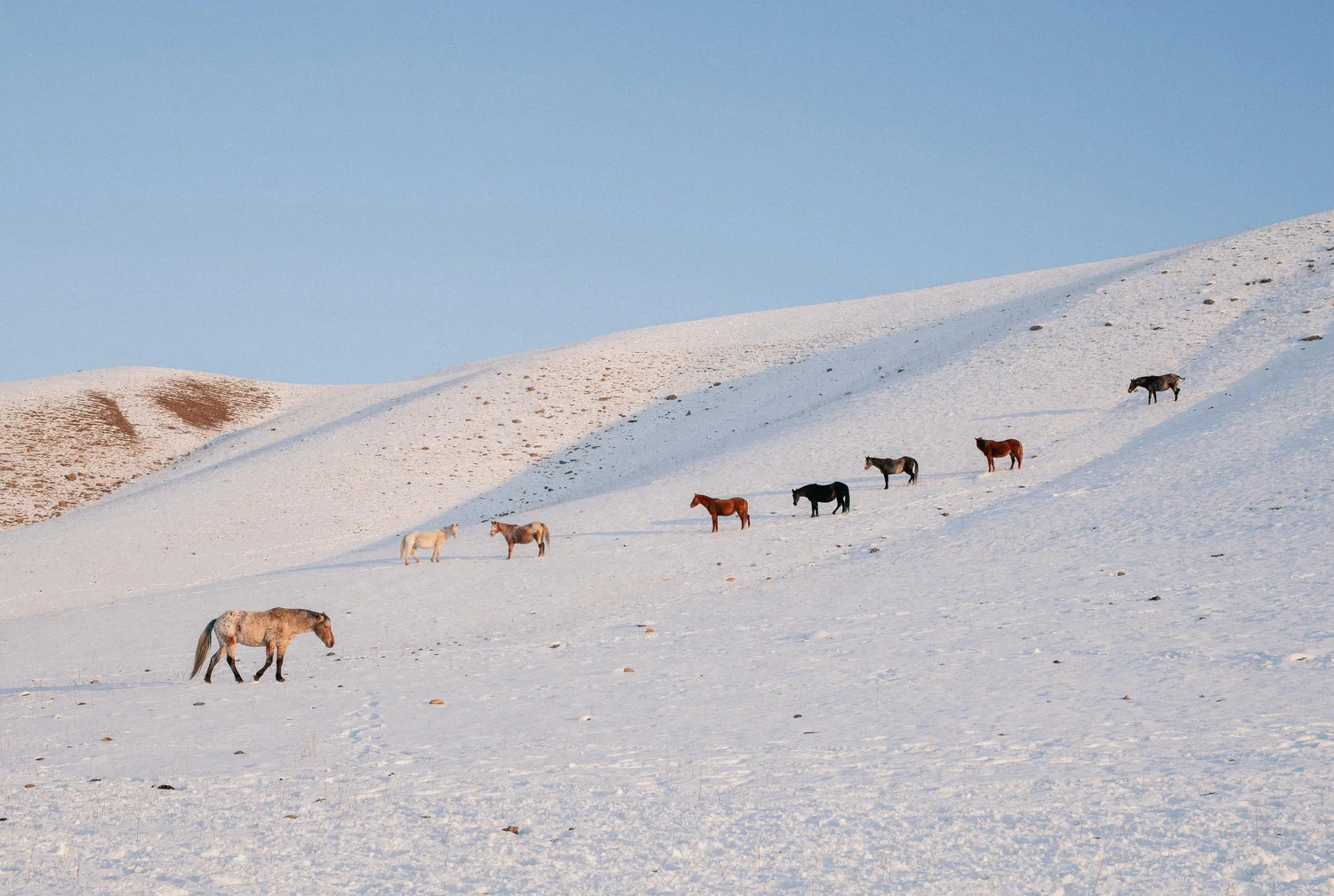 Chevaux de chasse traversant un versant enneigé en hiver. Environ 1 euro par jour suffit à nourrir un cheval de novembre à mai. Photo : Salomé Guilleme