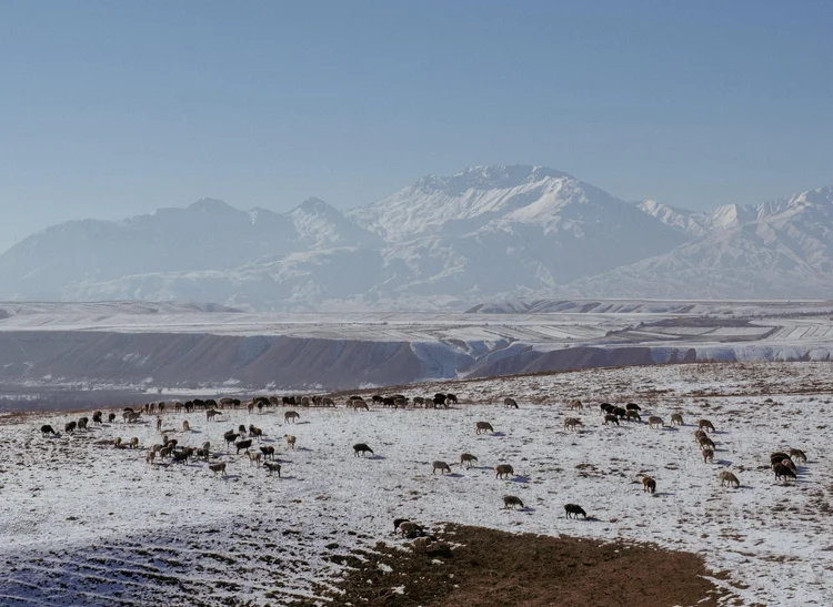 Horses grazing on a snowy plain below the mountains