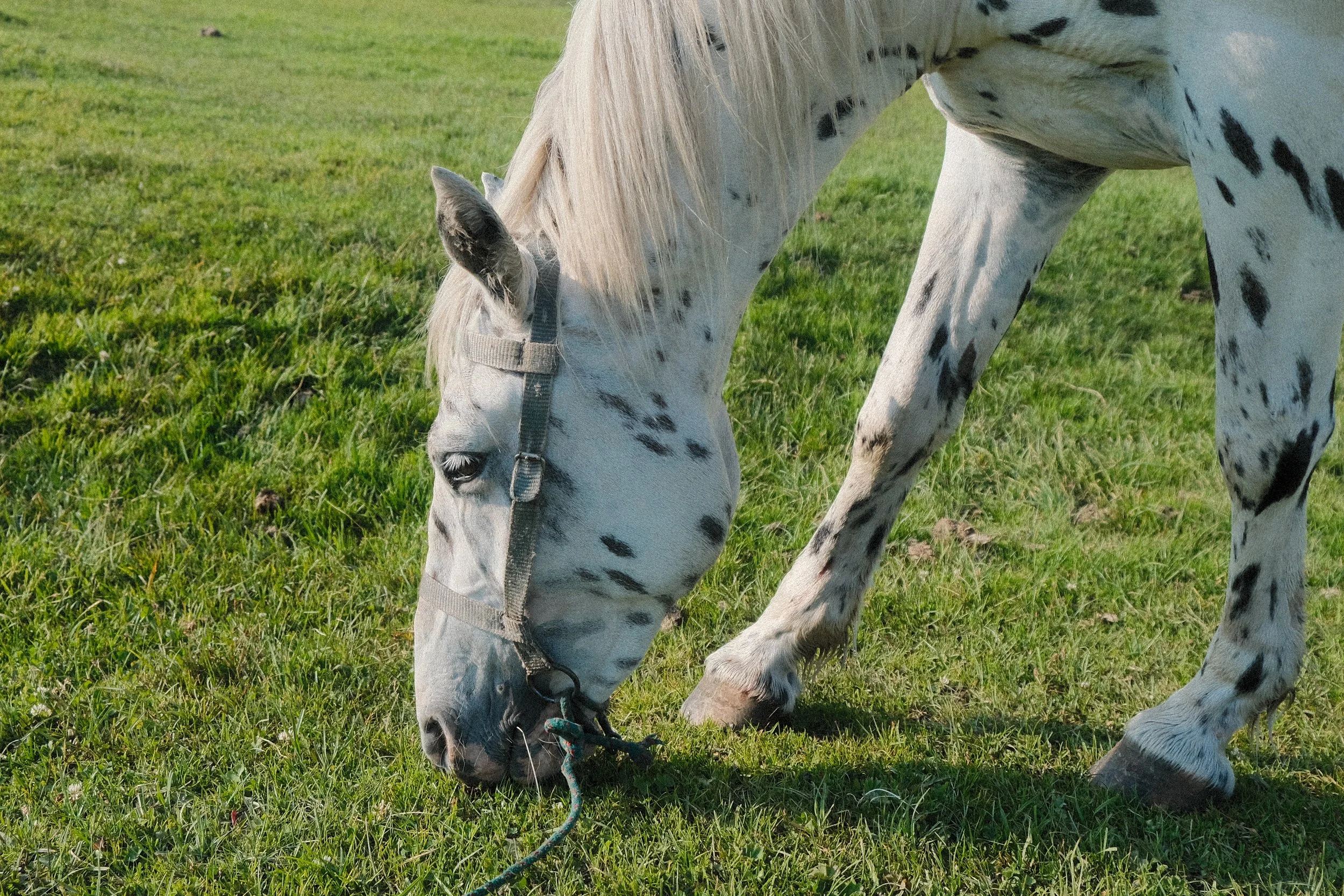 DSCF7007.jpg