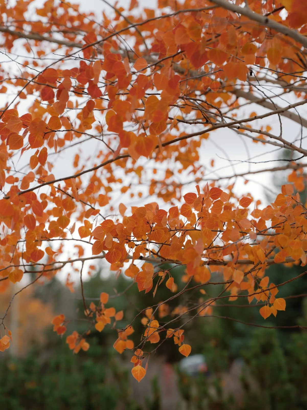 Devils Thumb Ranch wedding 