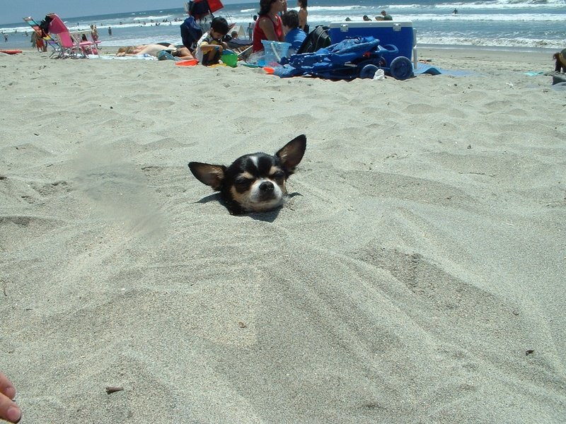 paco in sand.jpeg