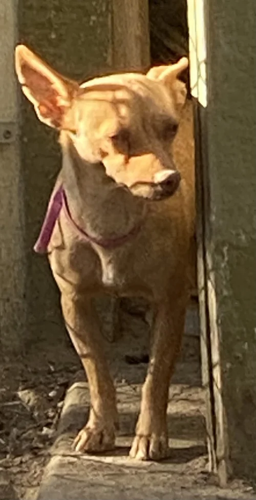 Available Pups — Chihuahua Rescue of Truckee Meadows