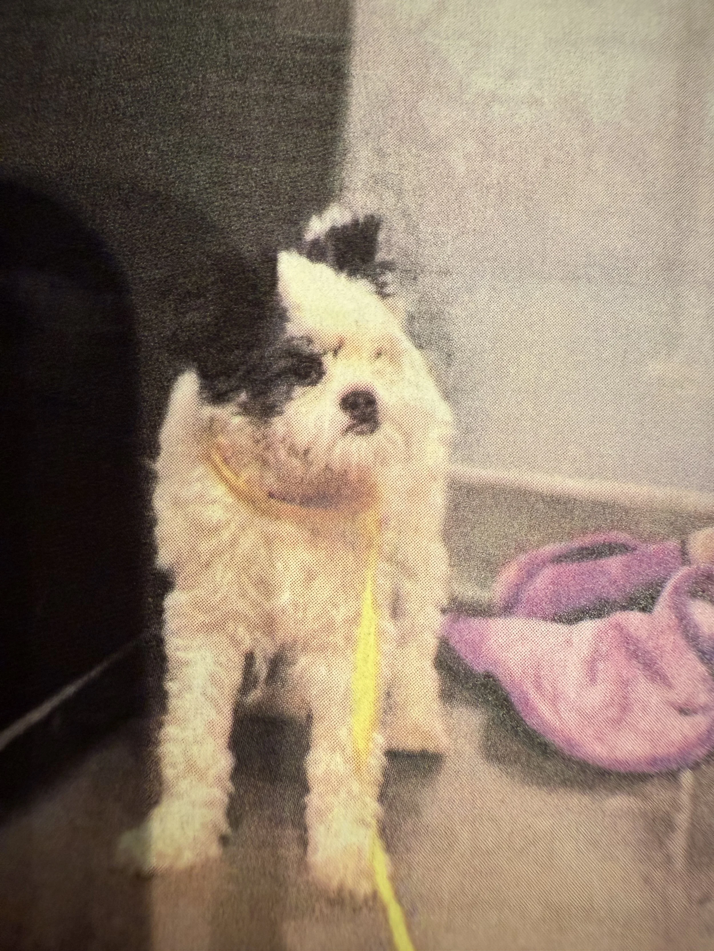 Benji