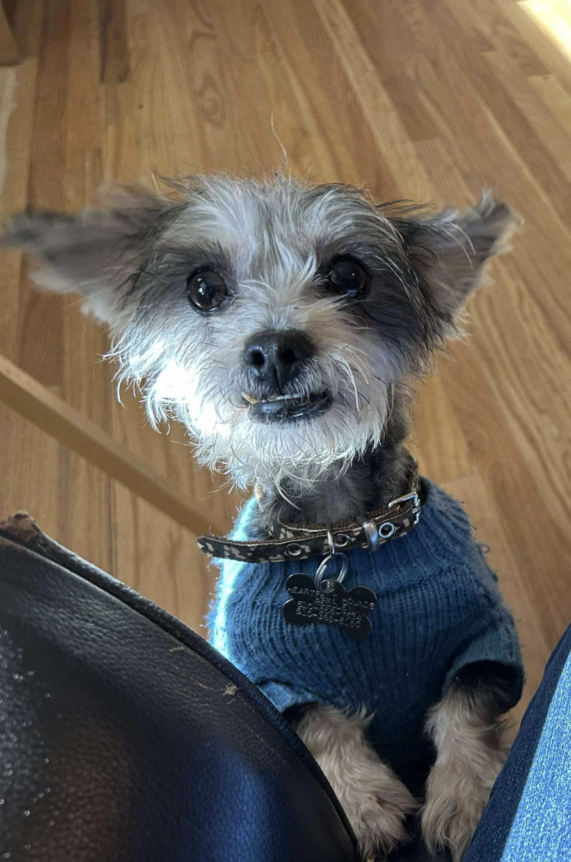 Niki 🐾 spay pending 🐾