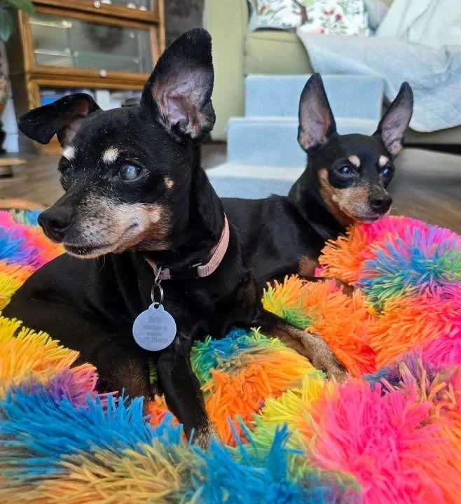 Bella &amp; Diesel ❤️ SUPER SENIORS 💜 bonded pair ❤️