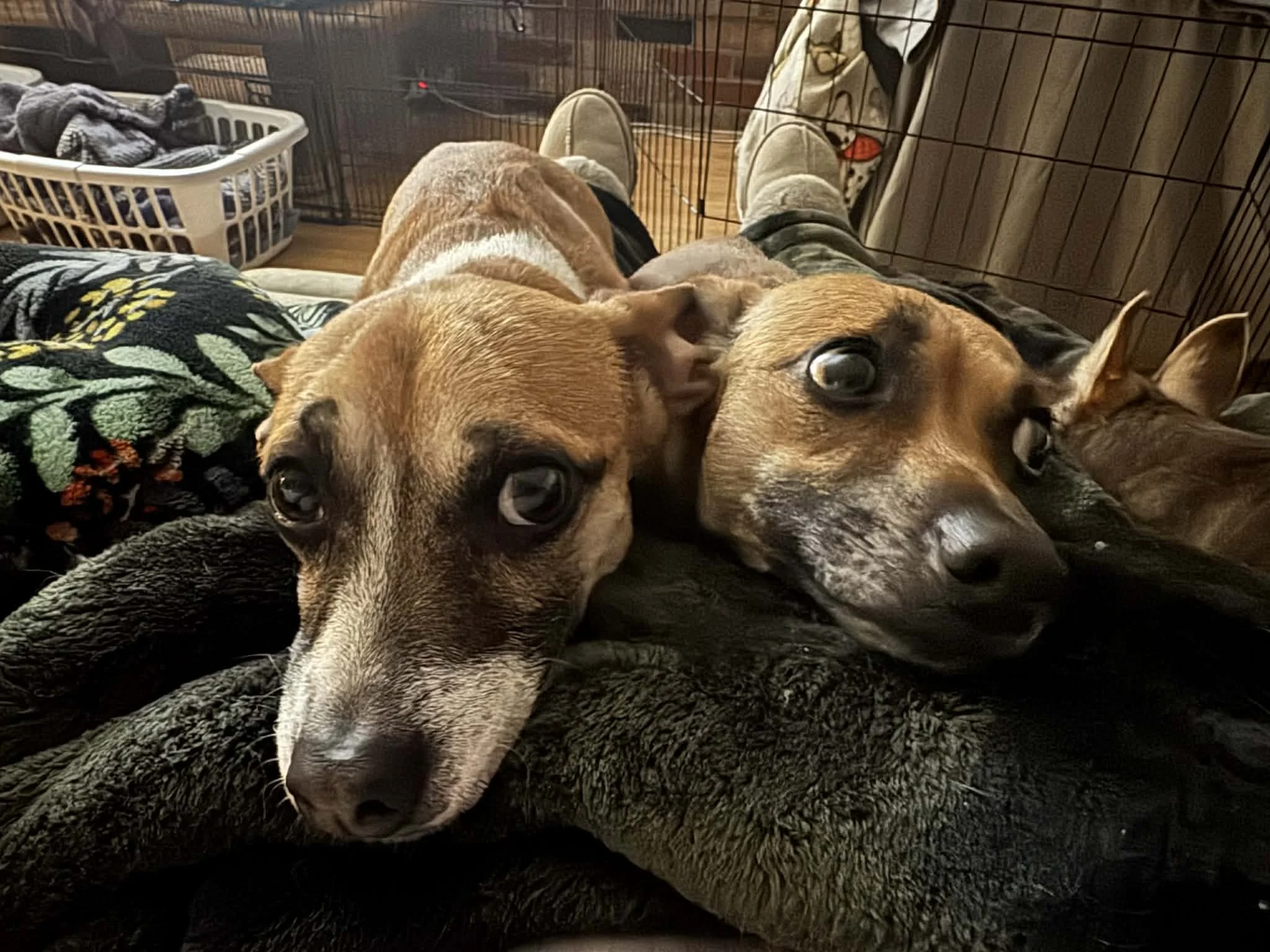 Fred &amp; Daphne - Our Dynamic Duo!