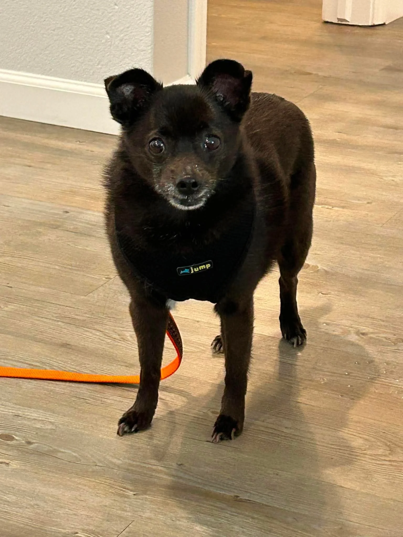 Little Bear