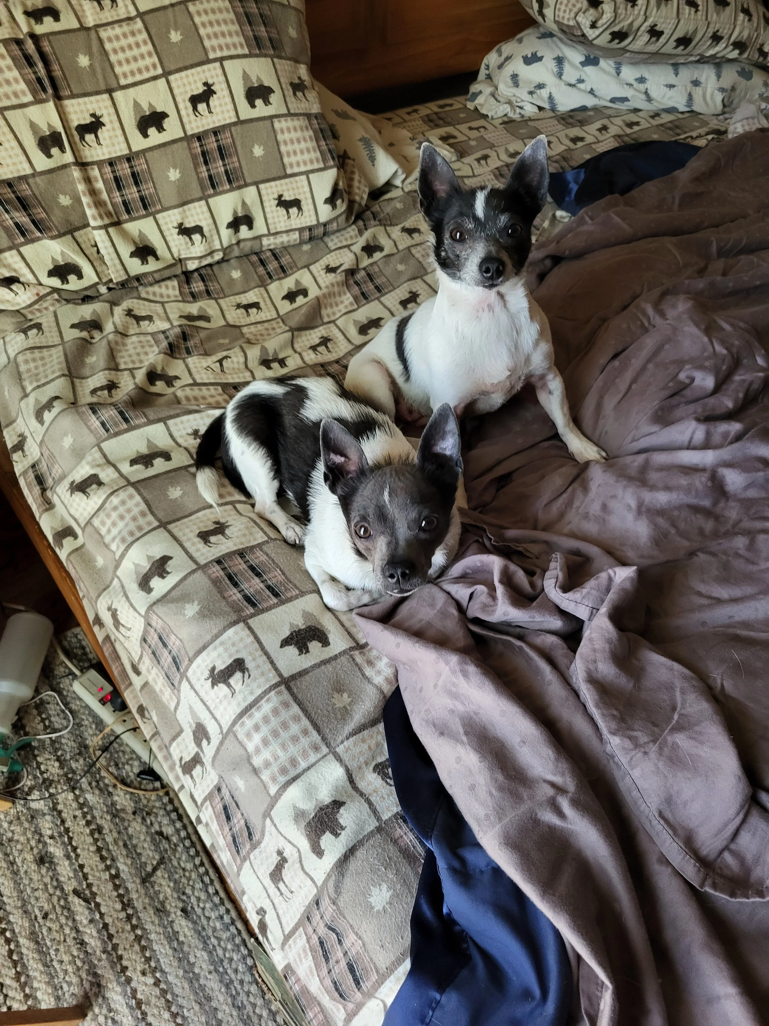 Thomas O’Malley &amp; Duchess of Winnemucca 