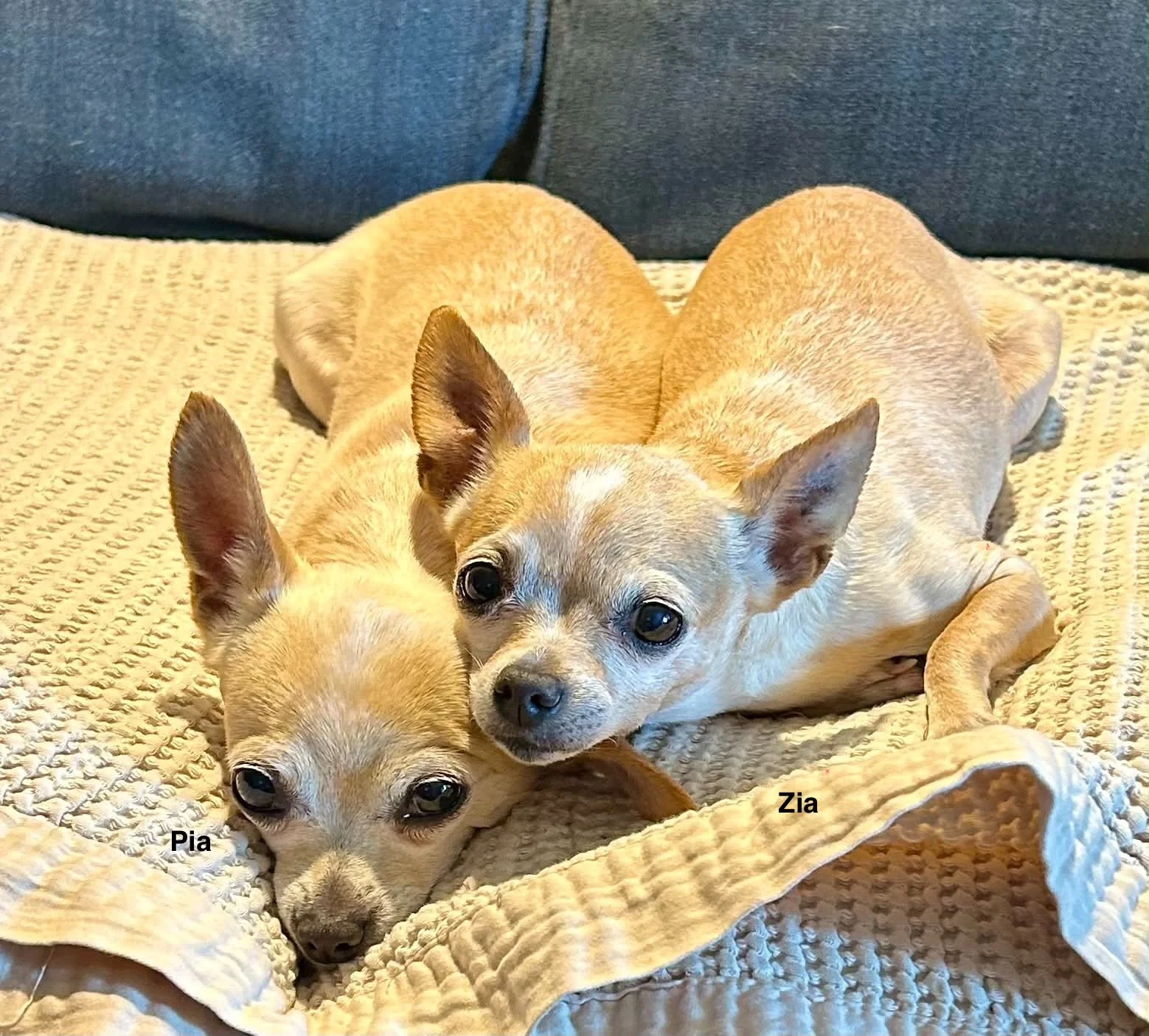 Pia &amp; Zia *bonded pair*