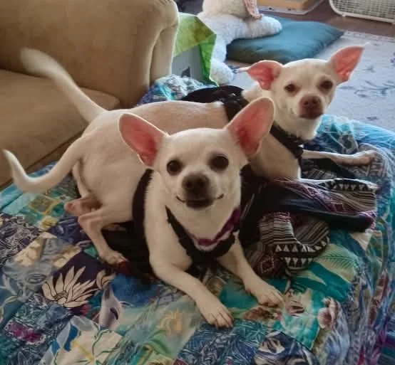 Yowley &amp; Corina *a bonded pair*