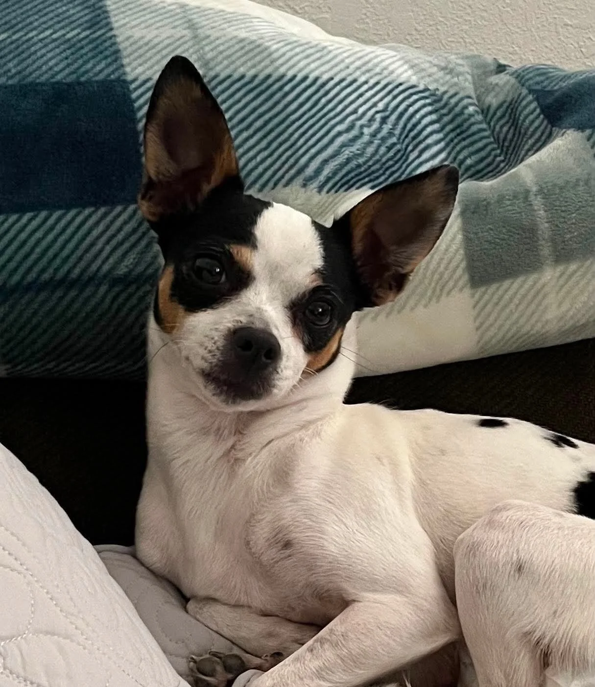 Molly