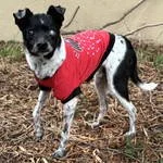 Clove - SUPER SENIOR