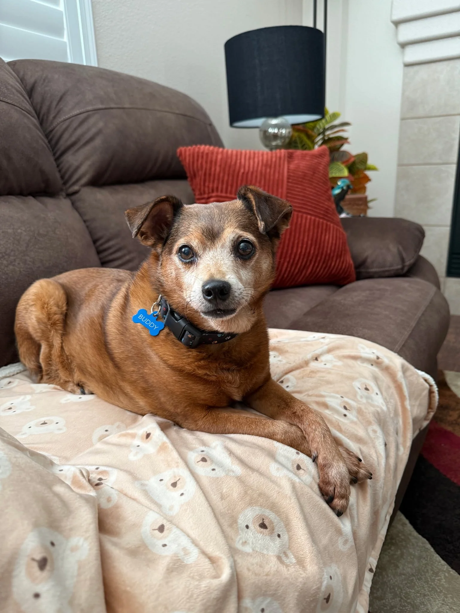 Buddy - SUPER SENIOR