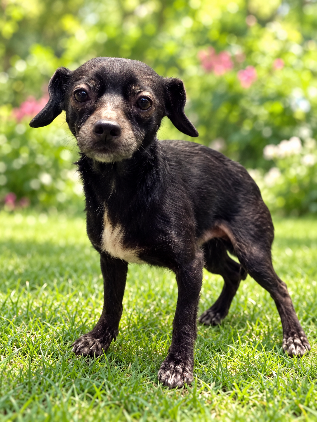 Bitsy (bonded with Itsy)