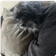 Essie (bonded &amp; sister to Mocha)