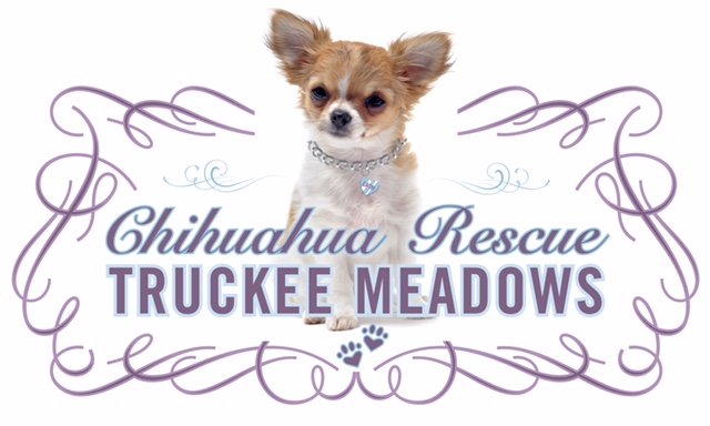 Chihuahua Rescue of Truckee Meadows