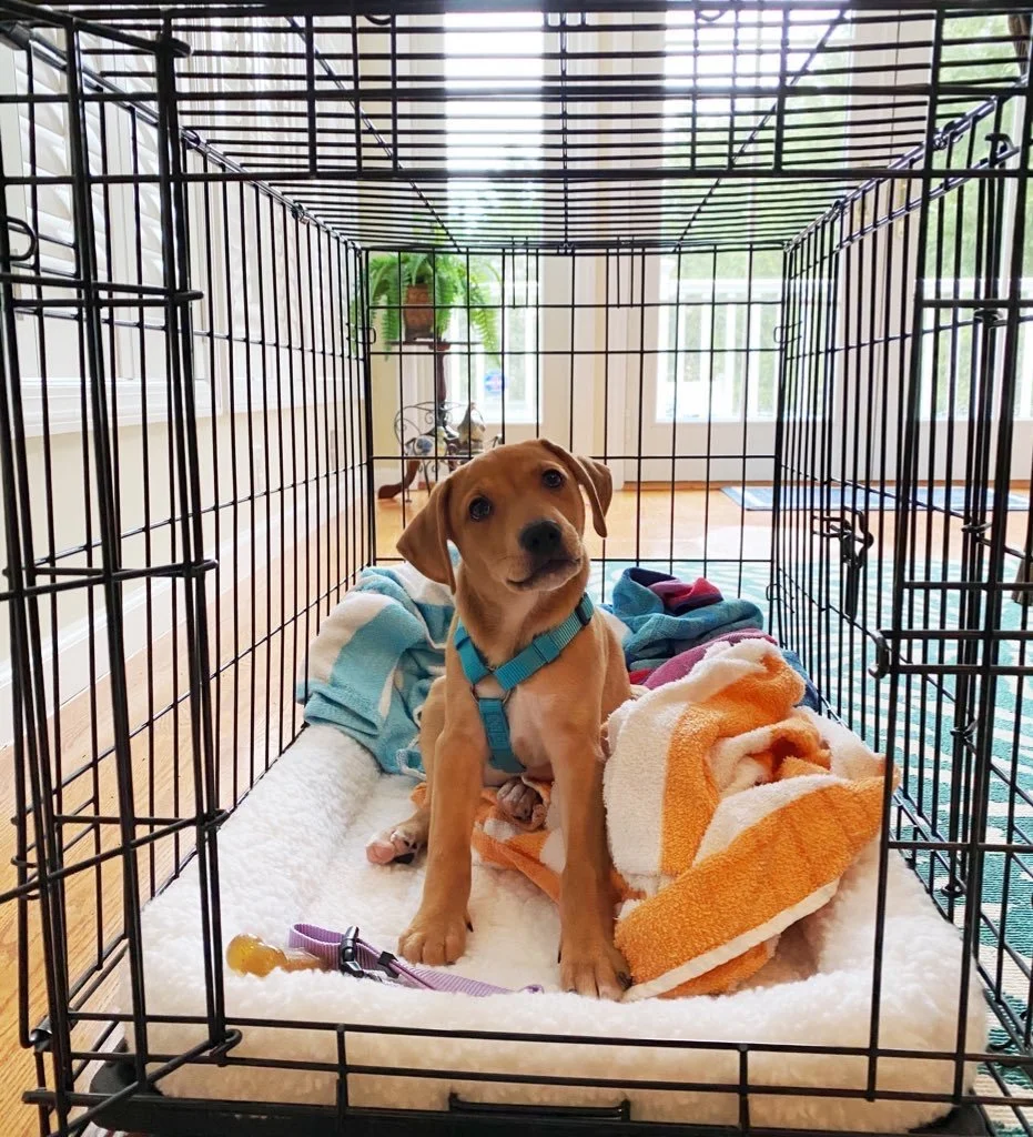 The Dos and Don’ts of — Hearts & Bones Rescue