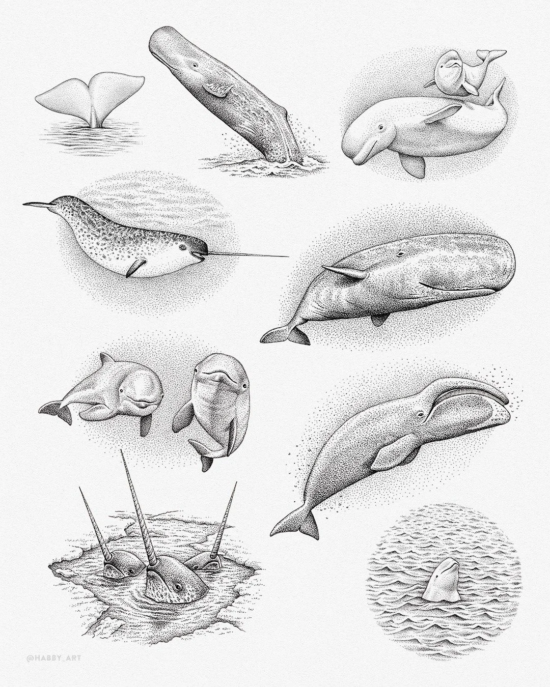 A little sneak peek at some spot illustrations I&rsquo;m creating for a new book! 🐋

Here are a few of my favorite whales and dolphins from the series. I&rsquo;ll be sharing more once the book is released!

#stippling #illustration #penandink #black