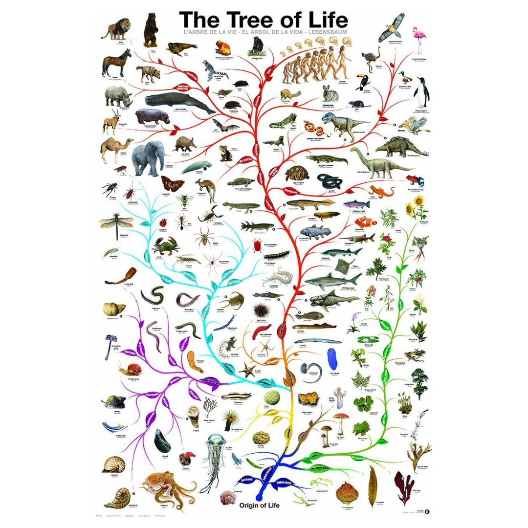 The Tree of Life Poster