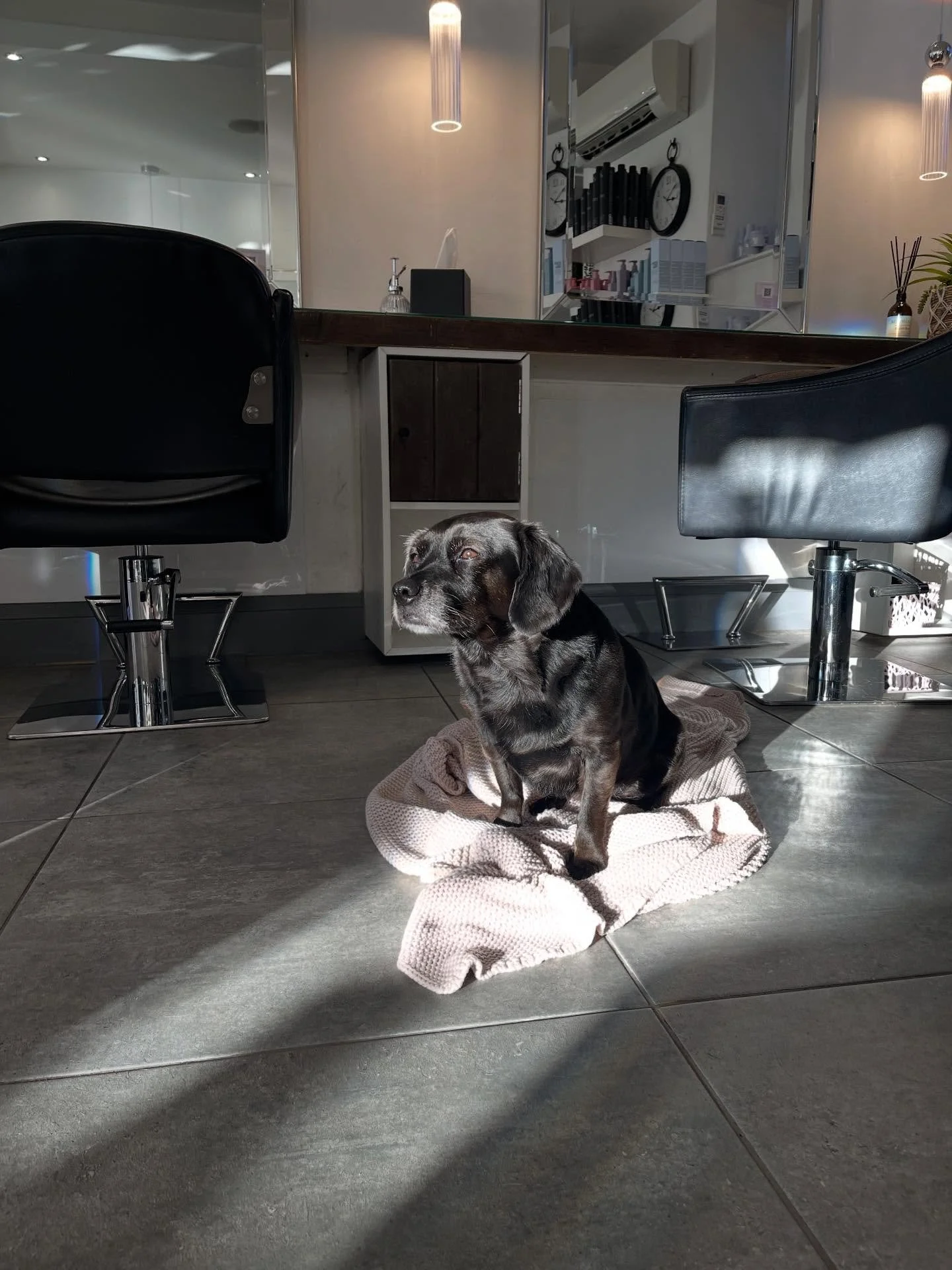 Salon supervisors on duty 🐶✨