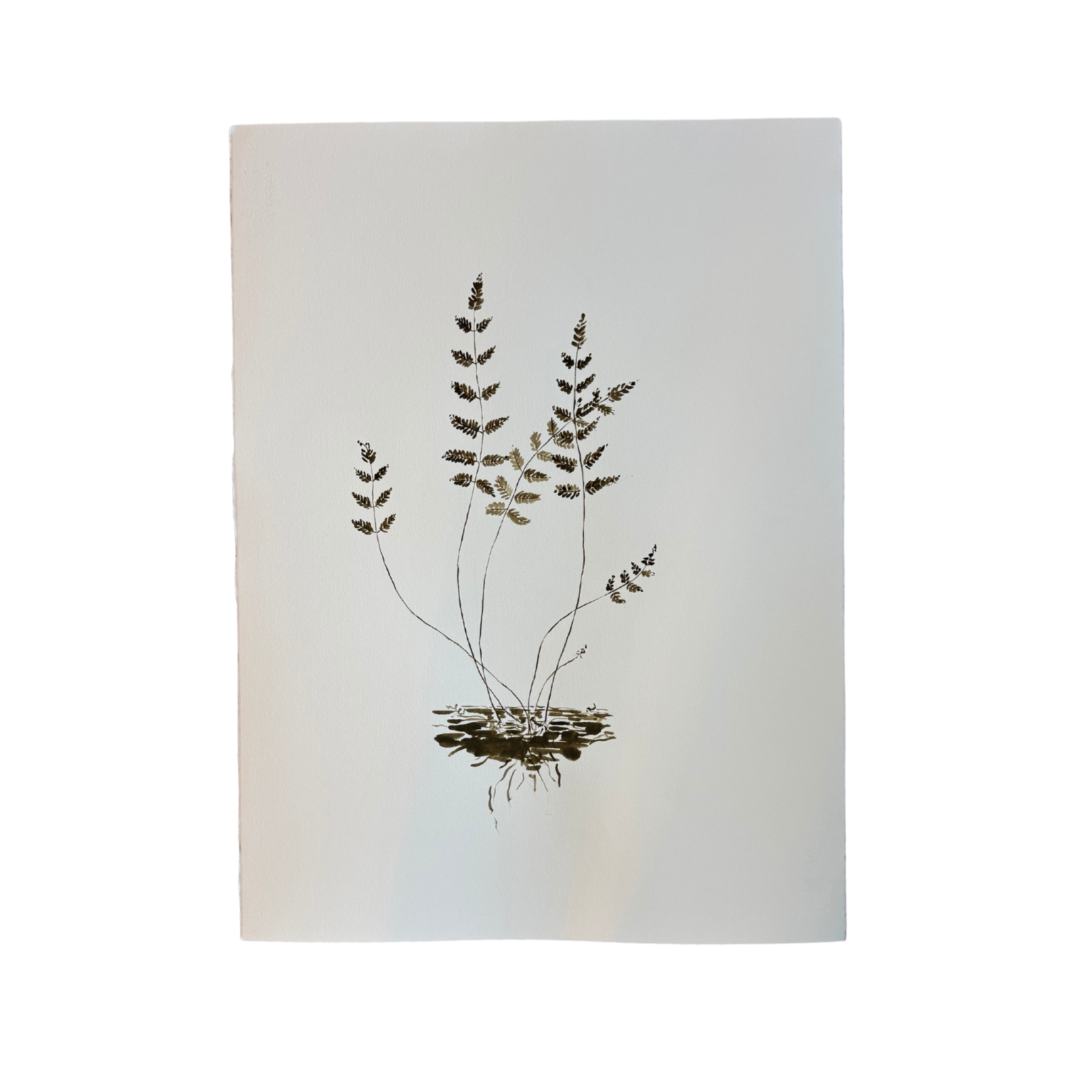 Friendly Fronds, 22.5" x 30"